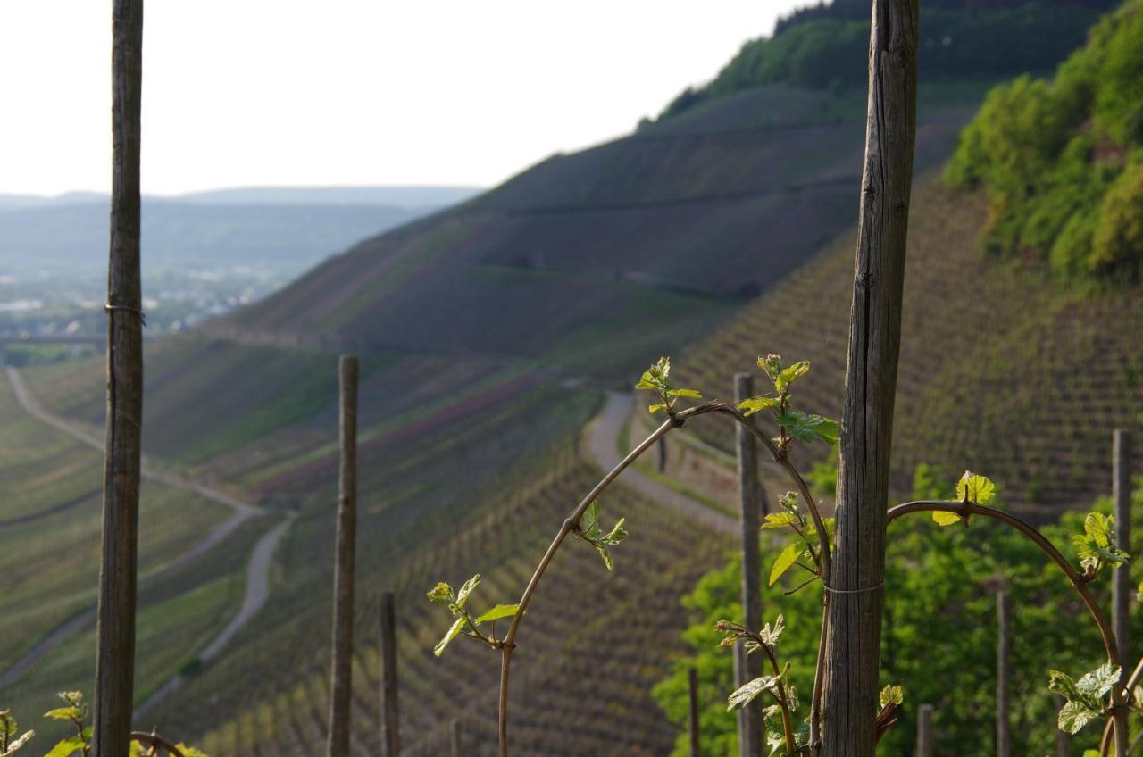 Готель Weingut Weich Riol Екстер'єр фото